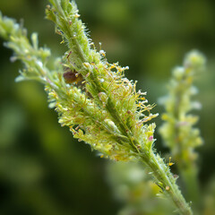 Naklejka premium Plants