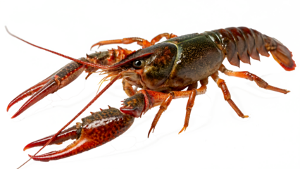 crayfish on isolated transparent background