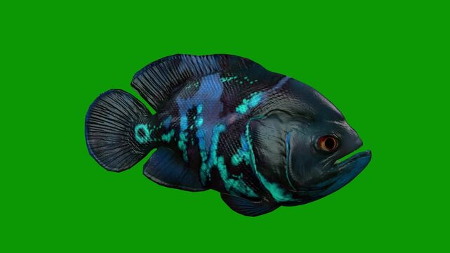 Beautiful Blue Oscar Fish Swim Right 3D Animation On Green Screen