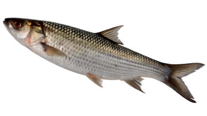mullet fish on isolated transparent background