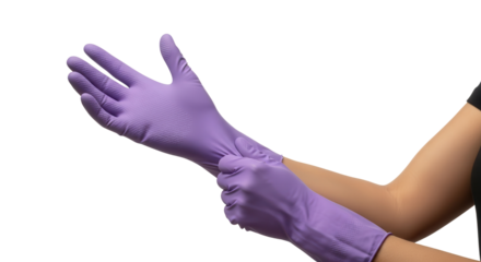 Hands pulling on purple rubber safety gloves isolated on white background