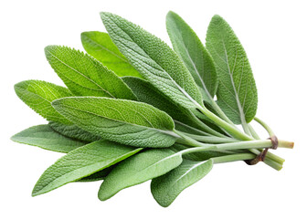 Obraz premium fresh sage herb png image on transparent background