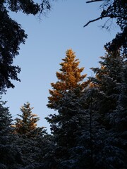 Golden Light on a Pine Tree at Winter Sunrise