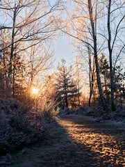 Sunrise Light on a Frosty Path Through a Winter Forest