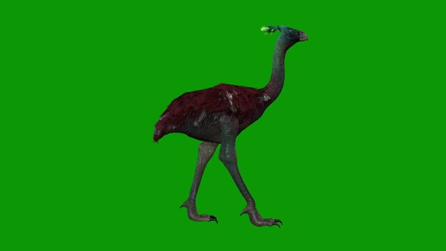 Beautiful Ostrich Bird Walking Right 3D Animation On Green Screen