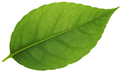 Obraz premium Green leaf, isolated, studio, botanical, nature, background, design element