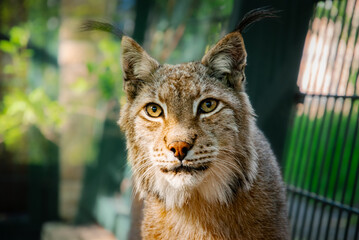 European lynx in the Gdansk zoo garden