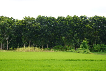 Green paddy field with forest edge under clear sky