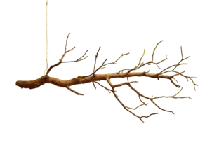 A stylized, hanging branch