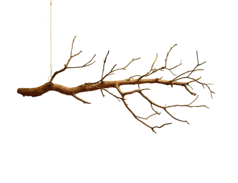 A stylized, hanging branch
