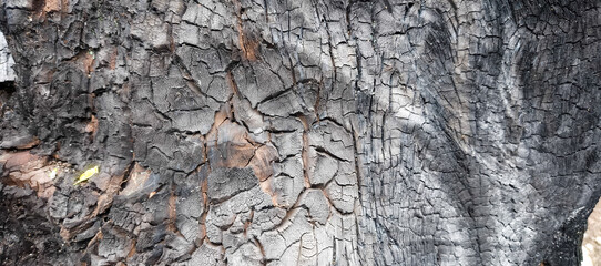 old wood texture