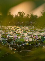 lotus flower in lake, close-up