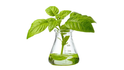 Green leaves in a clear flask