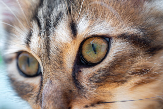 Gros plan sur les yeux brillants d&rsquo;un chat tigr&eacute; europ&eacute;en