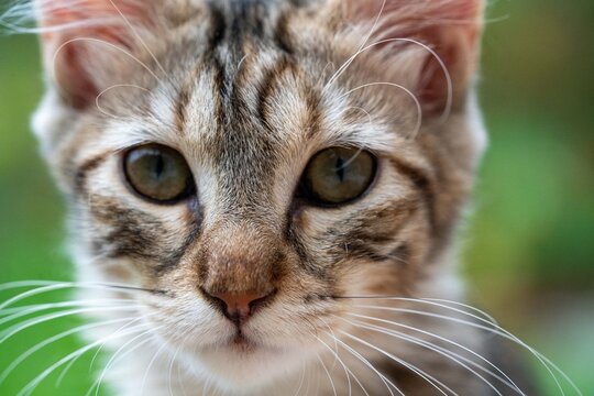 Gros plan sur la t&ecirc;te d&rsquo;un chat tigr&eacute; europ&eacute;en