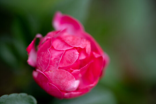 Bouton de rose d&eacute;licat en d&eacute;but de floraison