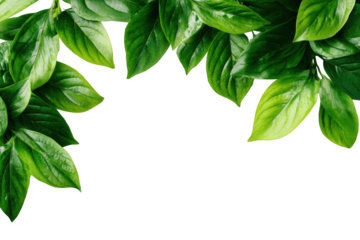 Lush green leaves frame a dark background