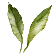 Obraz premium Watercolor illustration of two green leaves. Hand drawn illustration from collection of leaves. For flower shops, printing on postcards, greeting cards, business cards, tea packaging, etc. High