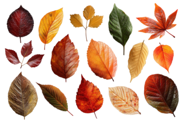 Assorted autumn leaves, different shapes and colors