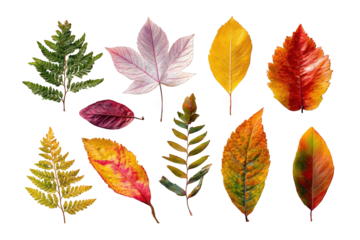 Vibrant autumn leaves arranged on a black background