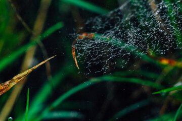 Intricate spider web adorned with dew drops in a lush green environment at dawn