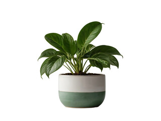 green plant in pot isolated on transparent background