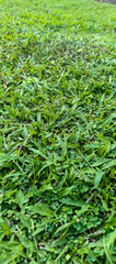 green grass background