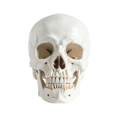 Obraz premium A human skull with a smooth, white surface, showing detailed bone structure and empty eye sockets. Suitable for spooky Halloween themes and holiday crafts.