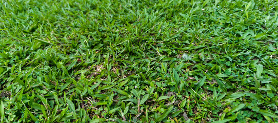 green grass background