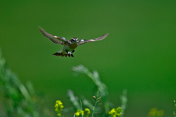 flying Whinchat // fliegendes Braunkehlchen (Saxicola rubetra)