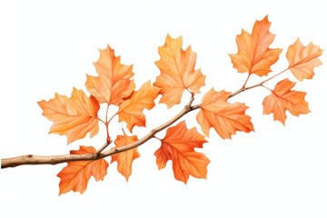 Fototapeta premium Orange maple branch plant leaf tree.