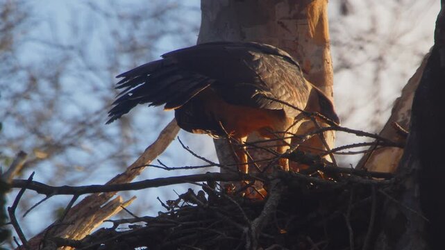 Close-up slow motion shot of adult Crested Eagle feeding chick a small piece of silky anteater meat in nest at sunset.