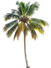 Fototapeta premium a coconut tree isolated on transparent background