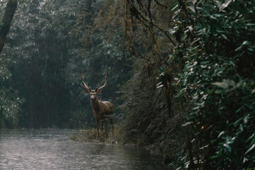 Rainy Forest Deer by Stream with Raindrops on Antlers and Leaves, Cinematic Nature Realism
