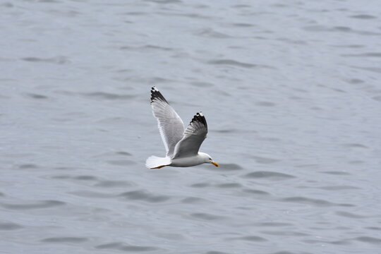 gull, pescarus,M&ouml;we, gabbiano,in Constanta ,Romani
