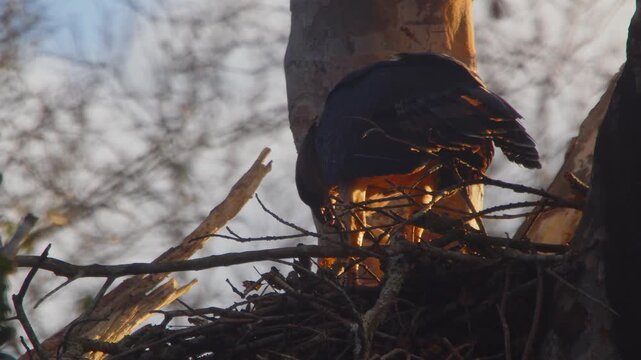 Adult Crested Eagle feeds chick in nest with freshly caught silky anteater prey, golden sunset light, close-up static slow motion.