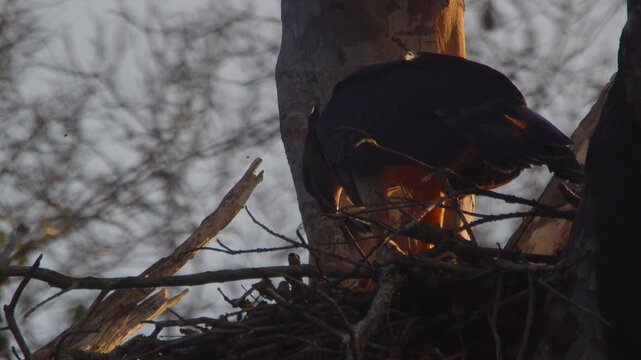 Close-up slow motion shot of adult Crested Eagle tearing meat from silky anteater prey to feed chick in golden sunset light.