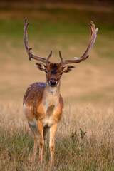 European fallow deer (Dama dama), also known as the common fallow deer or simply fallow deer, male with freshly matured antlers.