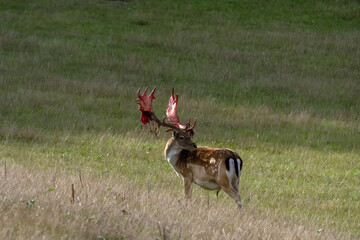 European fallow deer (Dama dama), also known as the common fallow deer or simply fallow deer, male with freshly matured antlers.