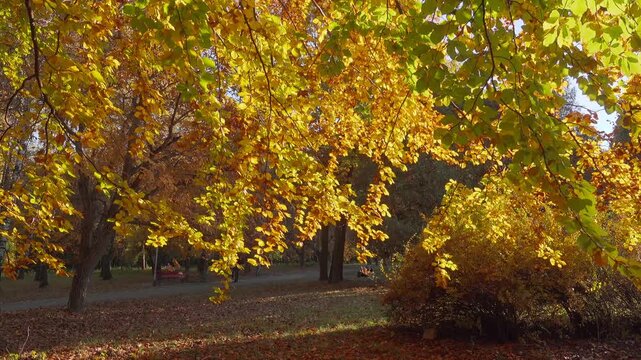 Bright colorful leaves on the branches in the autumn forest on a sunny day. ilmed in 4k.