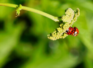 Marienkäfer Paarung