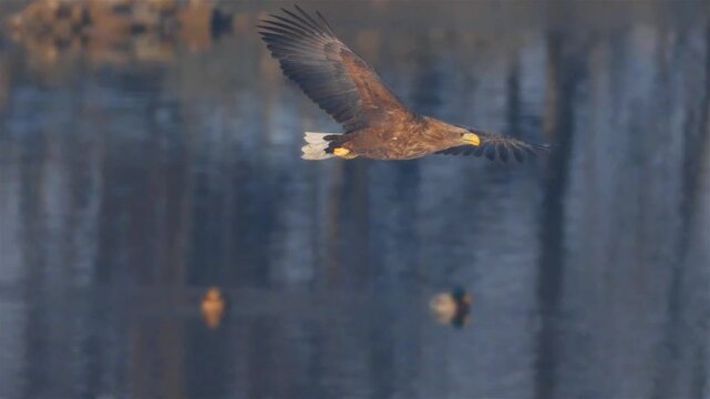 red tailed hawk