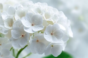 Close-up of a cluster of pristine white hydrangeas