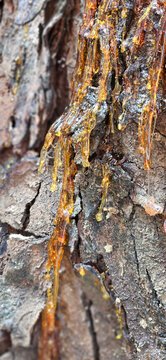 Natural liquid amber color resin of mahogany tree on the tree bark