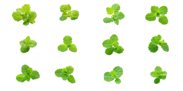 Twelve mint sprigs arranged on transparent png background