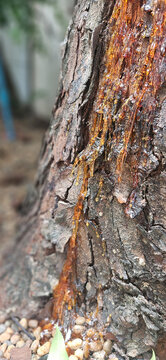 Natural liquid amber color resin of mahogany tree on the tree bark
