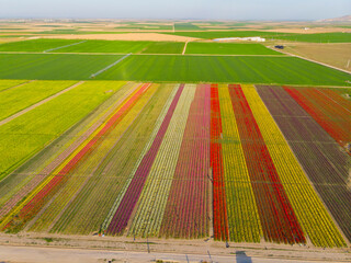 Obraz premium Aerial view of tulip fields