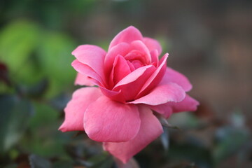 Obraz premium pink hydrangea flower. pink rose in a garden. white flowers. rose background banner. eps. vector.