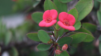 pink hydrangea flower. pink rose in a garden. white flowers. rose background banner. eps. vector.