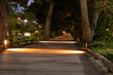 世界遺産・三保松原「神の道」夜の風景